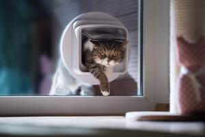 Katze steigt durch eine Katzenklappe in der Glastür