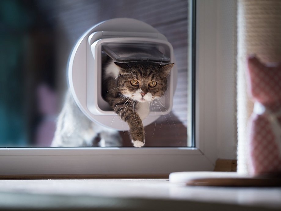 Katze steigt durch eine Katzenklappe in der Glastür