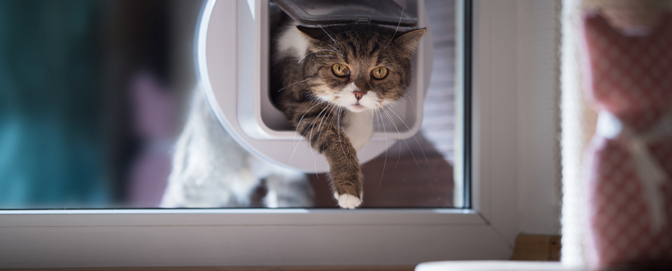 Katze steigt durch eine Katzenklappe in der Glastür