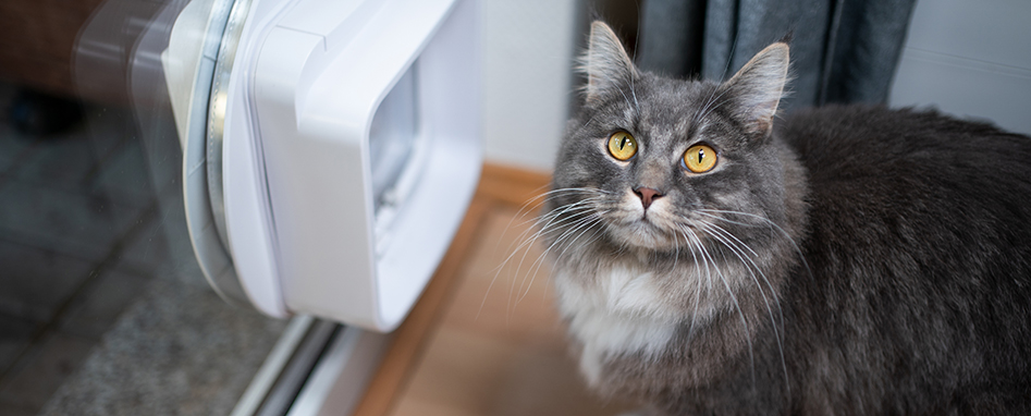 Katze steht vor eine Katzenklappe in der Glastür