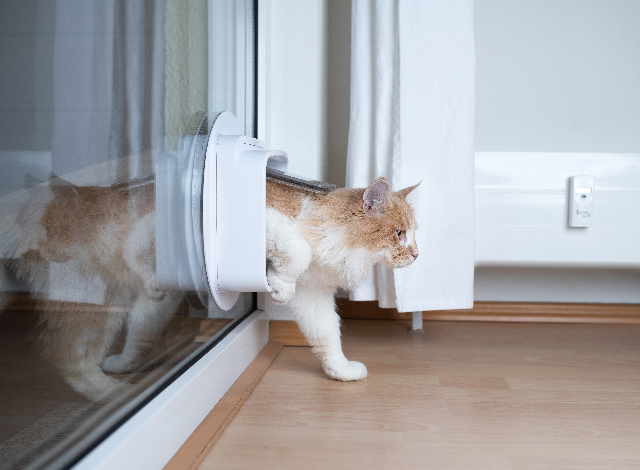 Katze geht durch eine Katzenklappe aus Glas