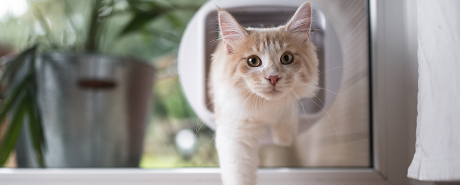 Katze geht durch eine Katzenklappe in der Glastür